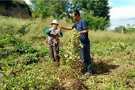 农村70岁奶奶拔白豆，食用白豆有很多好处，老少皆宜视频封面