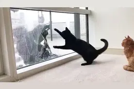小猫发现窗外有人在擦玻璃，于是搞笑的一幕发生了，简直蠢萌可爱视频封面