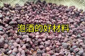 传统的泡酒方法三蒸三晒很有讲究的视频拍到最后被飞机抢了镜头