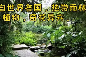 热带植物宫，展示世界各国雨林植物，展现奇花异卉的独特景观！视频封面