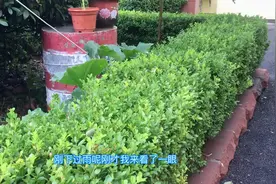 蜗牛是怎样出来活动的，看了它，被它的执着所感动……视频封面