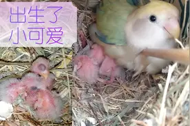 牡丹鹦鹉又生了三只小可爱，两只桌桌的妹妹澳桂#24小时居家乐#
