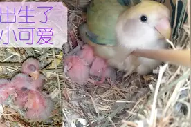 牡丹鹦鹉又生了三只小可爱，两只桌桌的妹妹澳桂#24小时居家乐#