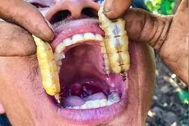 荒野虫叔，野外活捉女王“蚁后”，费半天吃这两条都不够塞牙缝视频封面