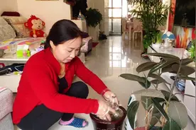 给橡皮树这样换盆，盆底垫点它，后期生长旺盛不用再施肥！视频封面