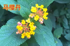 身边的草药（115），马樱丹（五色梅），外敷消肿止痛好视频封面