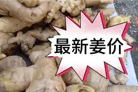 莱芜姜大疯抢了难道是？老板高兴坏了！得劲姐带你看山东最新姜价视频封面