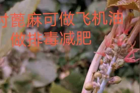 农村常见到的蓖麻可做飞机油可排毒减肥，小孩易误食，大家见过？视频封面