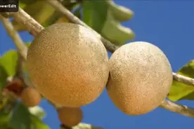 国外20种罕见的水果，你吃过吗视频封面