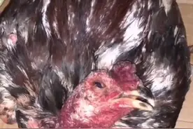 新城疫（鸡瘟）的症状