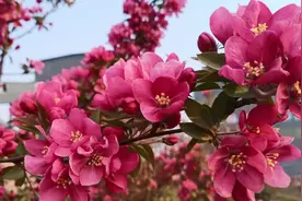 最美不过，人间四月天，赏花，赏景，赏海棠视频封面