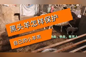 看黑头羊如何保护自己的小羊羔