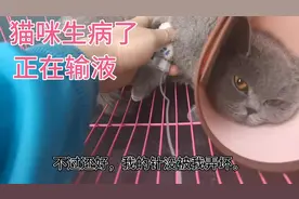 猫咪生病了，家人带过来输液，经过治疗康复回家！视频封面