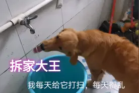 6个月的金毛体重50多斤，只长身体不长智商，太爱拆家了视频封面