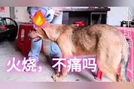 火烧灭虫法，行得通吗？动物都怕火，难道狗狗是另类？视频封面