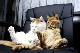 主人不在时，2只猫咪在家都干了些啥？监控拍到了这组画面