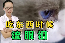 猫咪吃东西的时候会流眼泪，正常吗？看看宠物医生怎么说