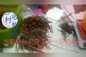 安徽乡村职业收购蜈蚣，千元一斤。收购大叔月入上万视频封面