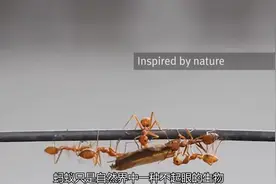 蚂蚁的视野真的是二维的吗？那么蚂蚁眼中的人类是什么样的？视频封面