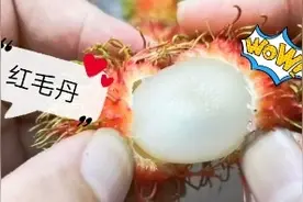 全海南岛50多种热带水果，这个你认识吗？今天就吃它！视频封面