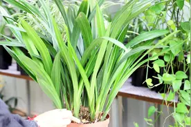 养兰花，用这2种“万能肥”，肥力猛，促根又促花视频封面