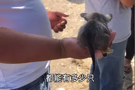 像老鼠一样大的狗你见过吗？老板说全国也没几只，老板说这是袖狗