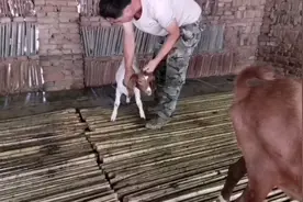 选择这两种药，治好小羊发烧，只需两块钱成本，就能治好。视频封面