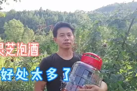 灵芝苦不苦，用灵芝泡酒泡一坛酒加这一物，对身体特别好视频封面