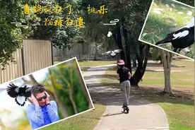 在澳洲人类绝对是弱势群体，今天桃大姐亲历被喜鹊疯狂攻击😭视频封面