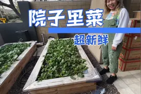 美国大部分华人家庭最爱弄一个小菜园视频封面