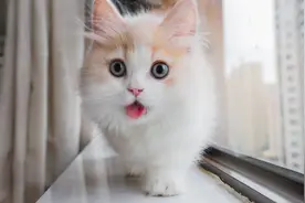 花花与三猫的新小猫，随时踩奶粘人不认生，一离人就马上疯狂喵叫视频封面