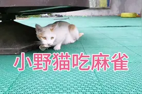 小野猫将活生生的小麻雀吞掉