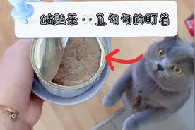 猫咪对罐头太敏感，一听到开盖的声音，就疯狂地跑过来！#作业#