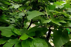 后院种的无花果已经成熟了，看得出有两个品种吗？视频封面