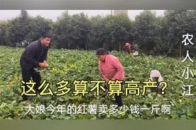 河南西瓜红品种红薯大丰收、亩产三四千斤，听听一斤卖多少钱？视频封面