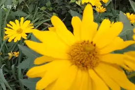 北京植物园有两个，都在香山附近，区别是什么？我来告诉大家。