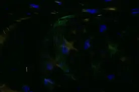 迷途的羔羊视频封面