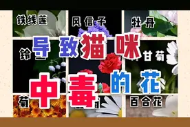 宠物医生告诉你90%的常见花都会令猫中毒，建议大家收藏此视频。视频封面