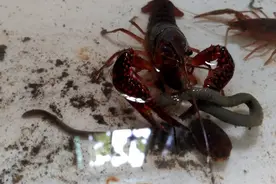 小龙虾是喜欢吃鱼还是蚯蚓，跟随摄影师近距离带你瞧，一目了然