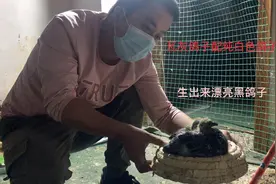 瓦灰配纯白鸽子，颜色出来了，居然是黑颜色的。