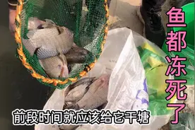 广东60年来最冷的冬天，田妹家鱼塘的鱼都冻死了，她的反应绝了视频封面