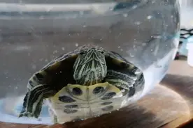 曾经被人遗弃小巴西龟，长大了。视频封面