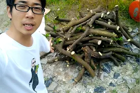 老爸把田里的柑橘树砍了当柴火，你猜猜在农村这堆柴能烧几天？视频封面