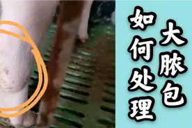 猪身上的脓包，出现在前后腿关节、颈部、前胸，要怎样处理视频封面