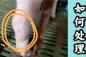 猪身上的脓包，出现在前后腿关节、颈部、前胸，要怎样处理视频封面