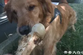 金毛肠胃不好，以后不要再喂骨头了，吃完又拉又吐，好可怜视频封面