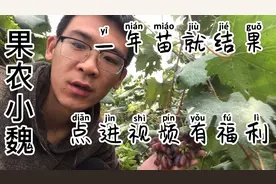当年栽种当年结果的一年葡萄树苗，果子爆满视频封面