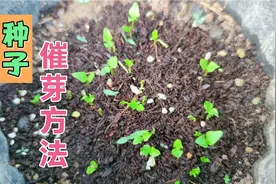 吃完水果种子不要扔，用我这种催芽方法，7天小树苗爆盆视频封面