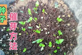 吃完水果种子不要扔，用我这种催芽方法，7天小树苗爆盆视频封面