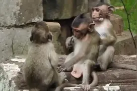 两只小猴子打架，一只劝架，结果场面失控......视频封面
